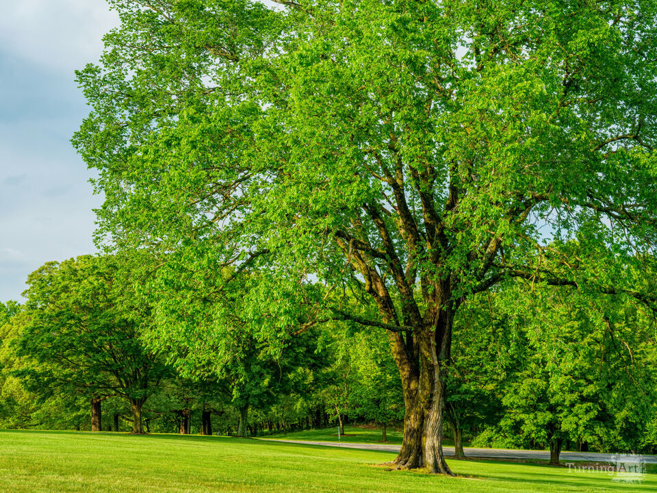 Quiet Evening By An Elm Tree