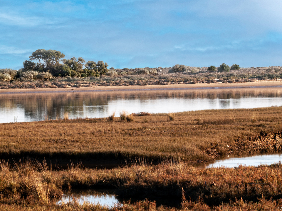 Trees Across The Water