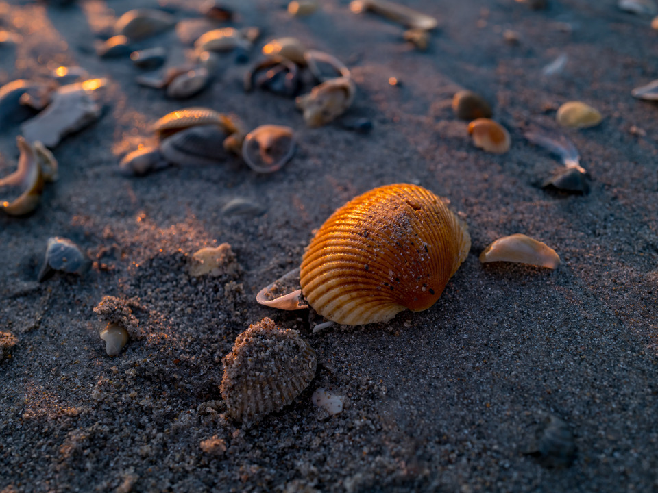 Shells at Sunrise