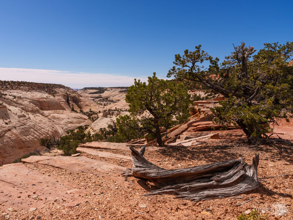Weathered Driftwood Boulder Utah