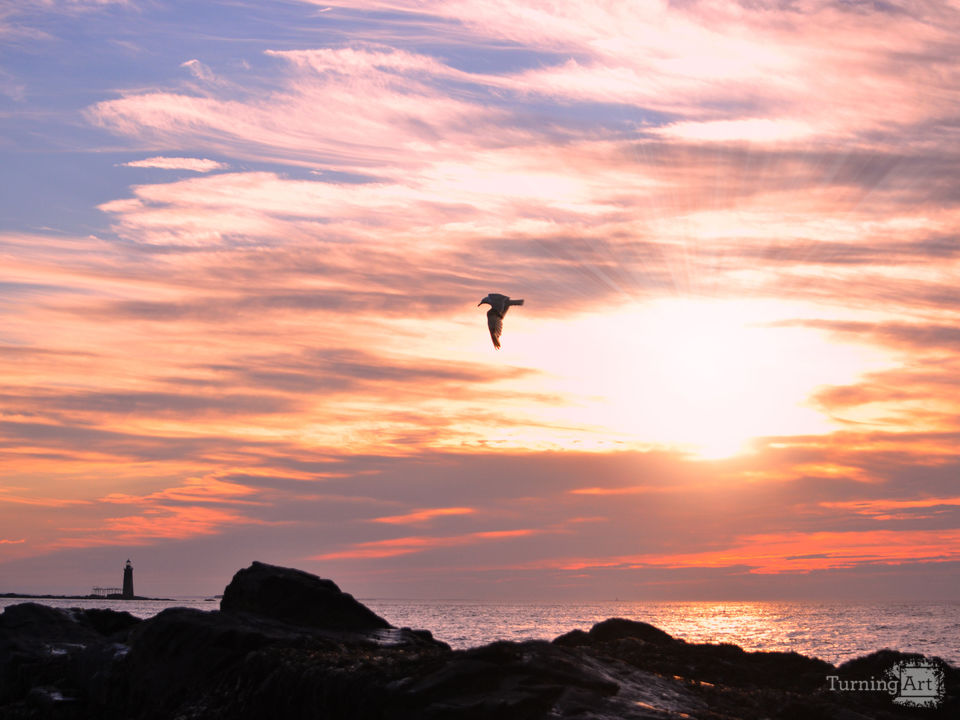 Seagull morning