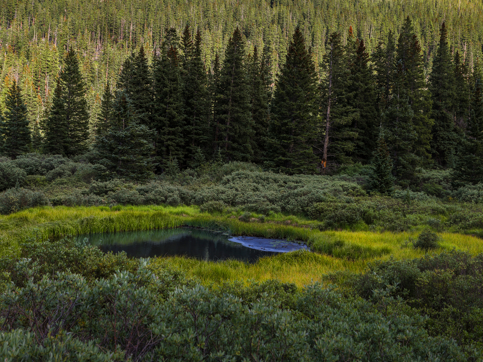 Moose Love This Place