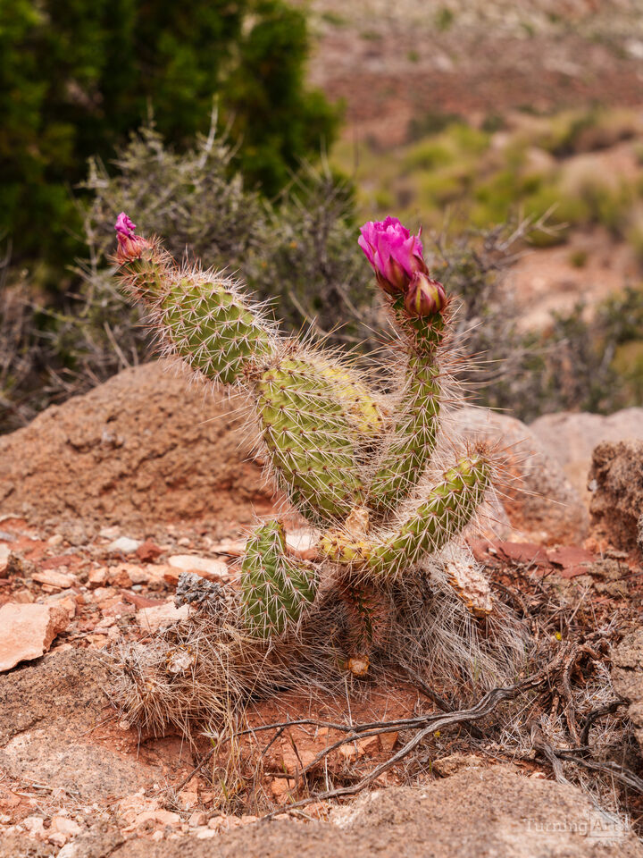Pink Blooming Cactus Utah