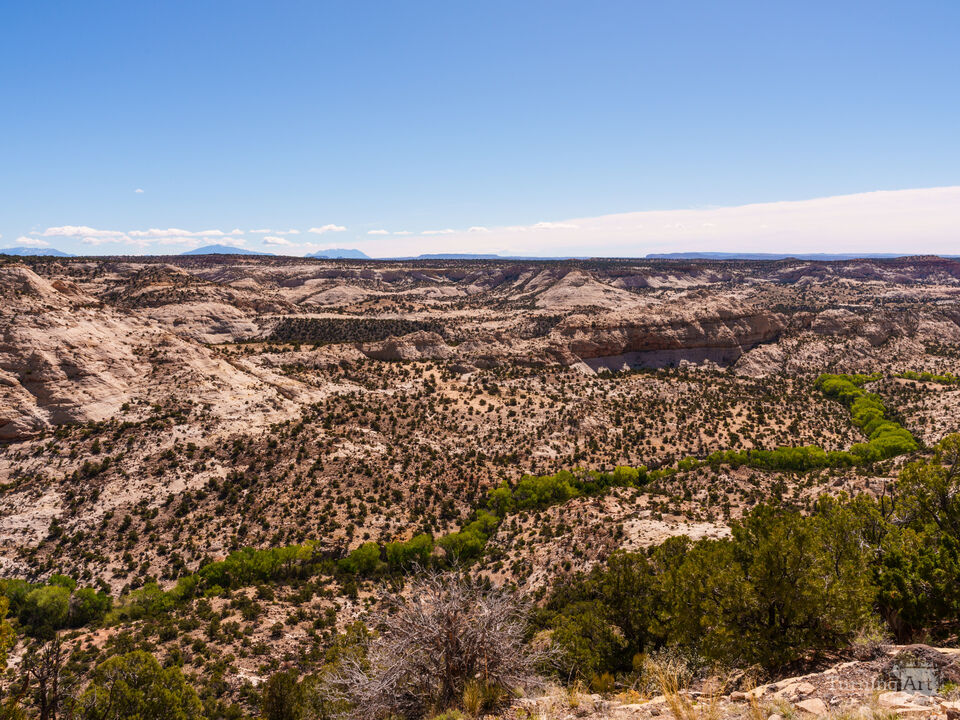 Tree Row Through Grand Staircase Escalante