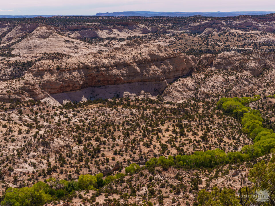 Grand Staircase Escalante Valley Of Trees
