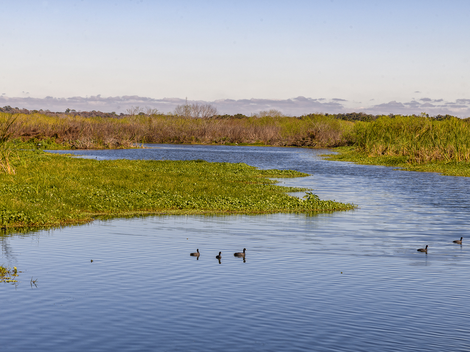 Ecological pond with wildlife