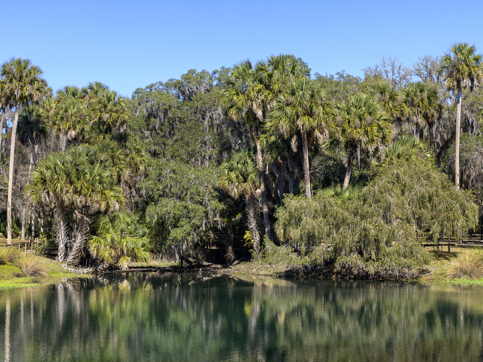 Palm trees reflecting in the pond