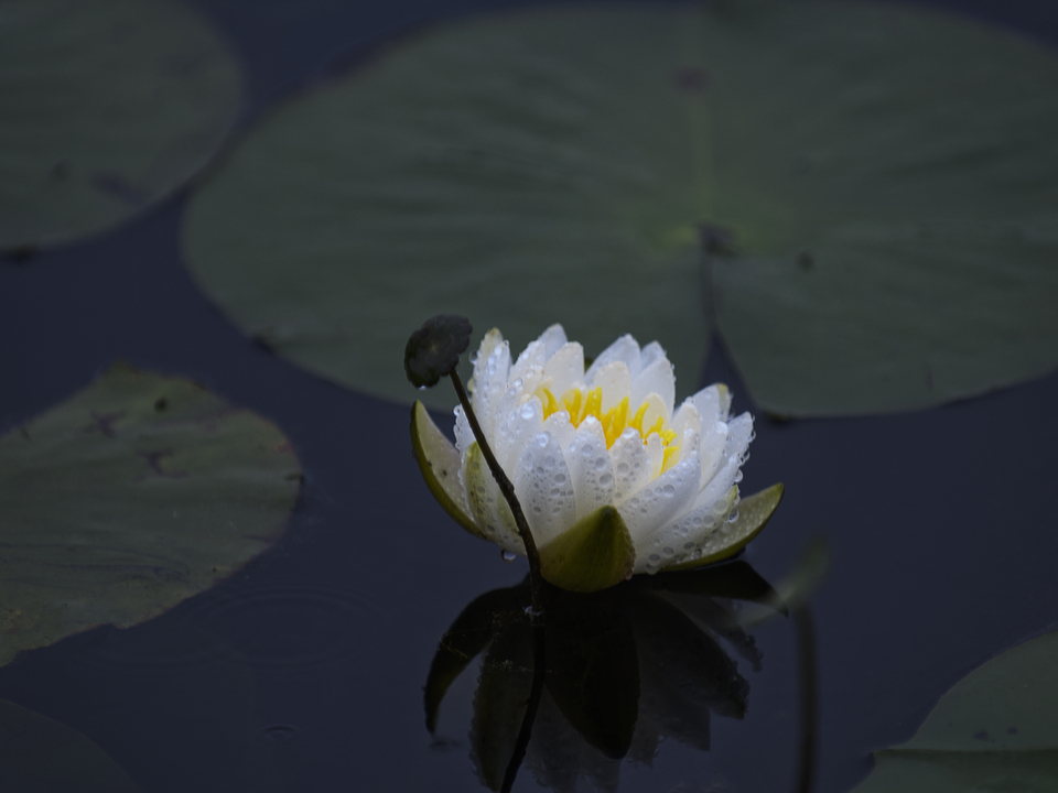 Water lily with water droplets