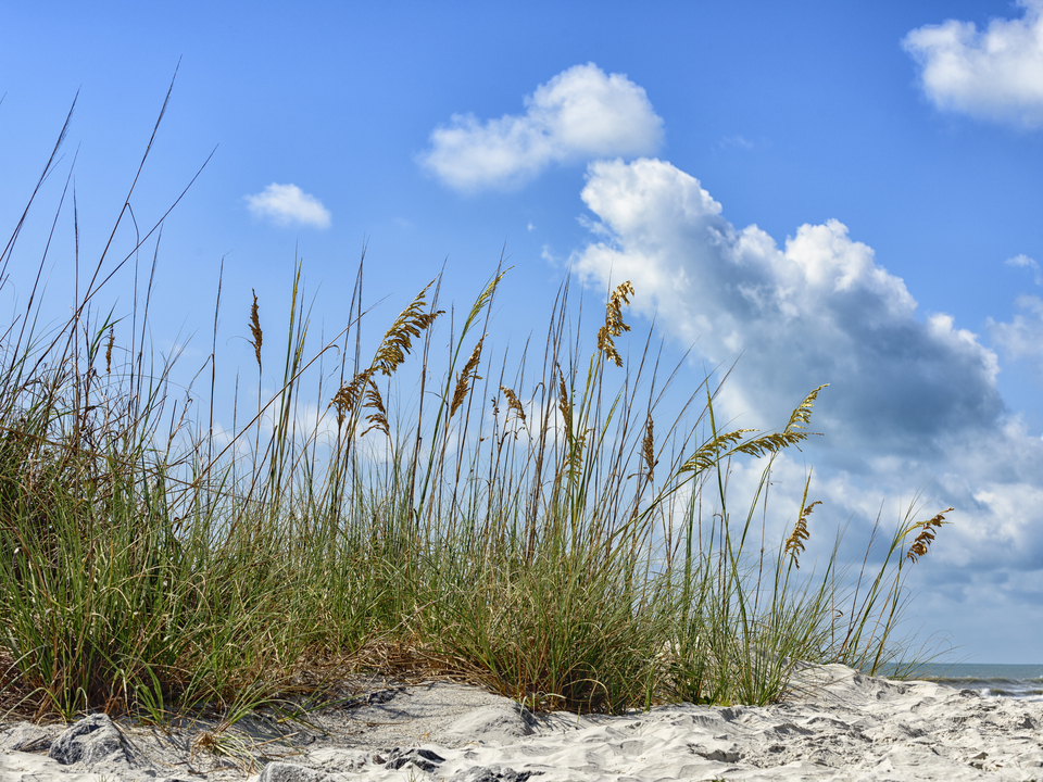 Grasses blowing in the wind