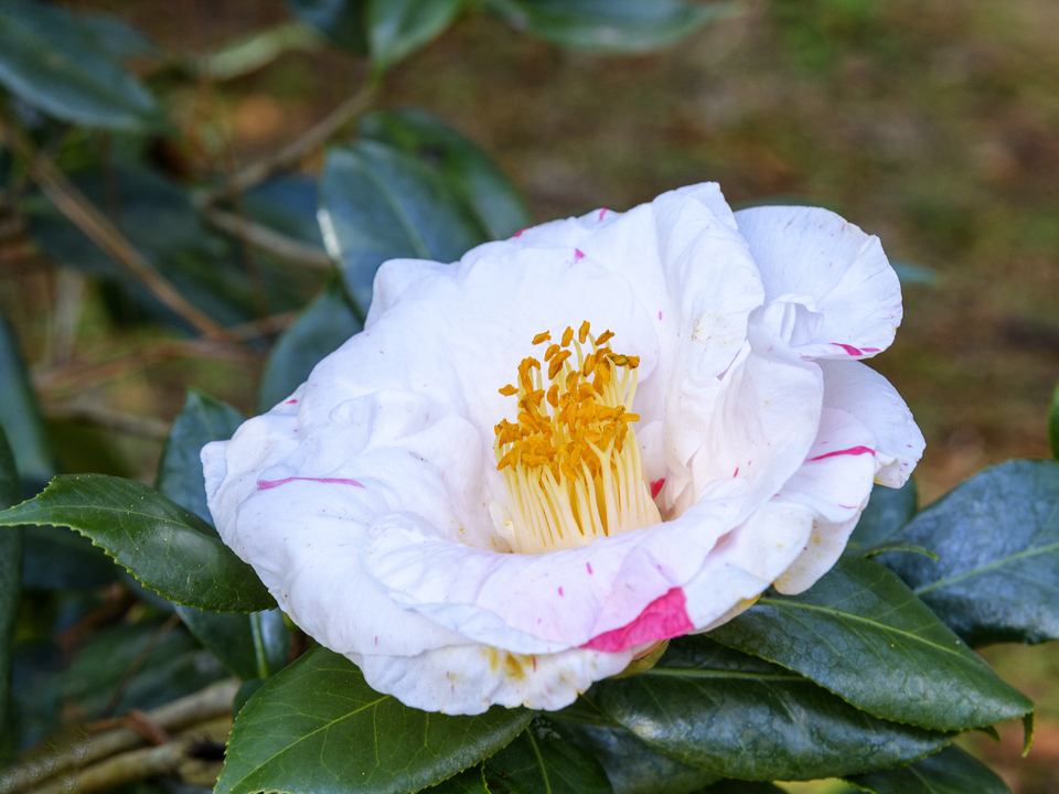 Camilla white in full bloom