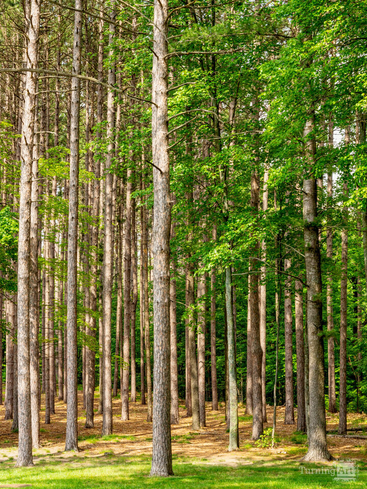Pine Trees Michigan Forest