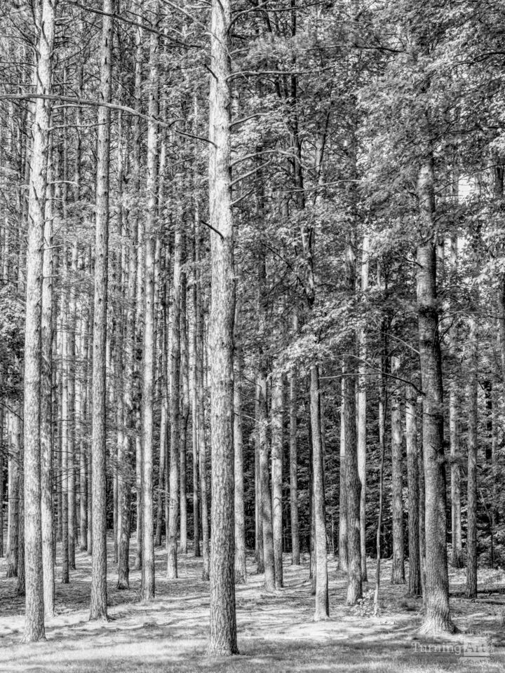 Pine Trees Michigan Forest Grayscale