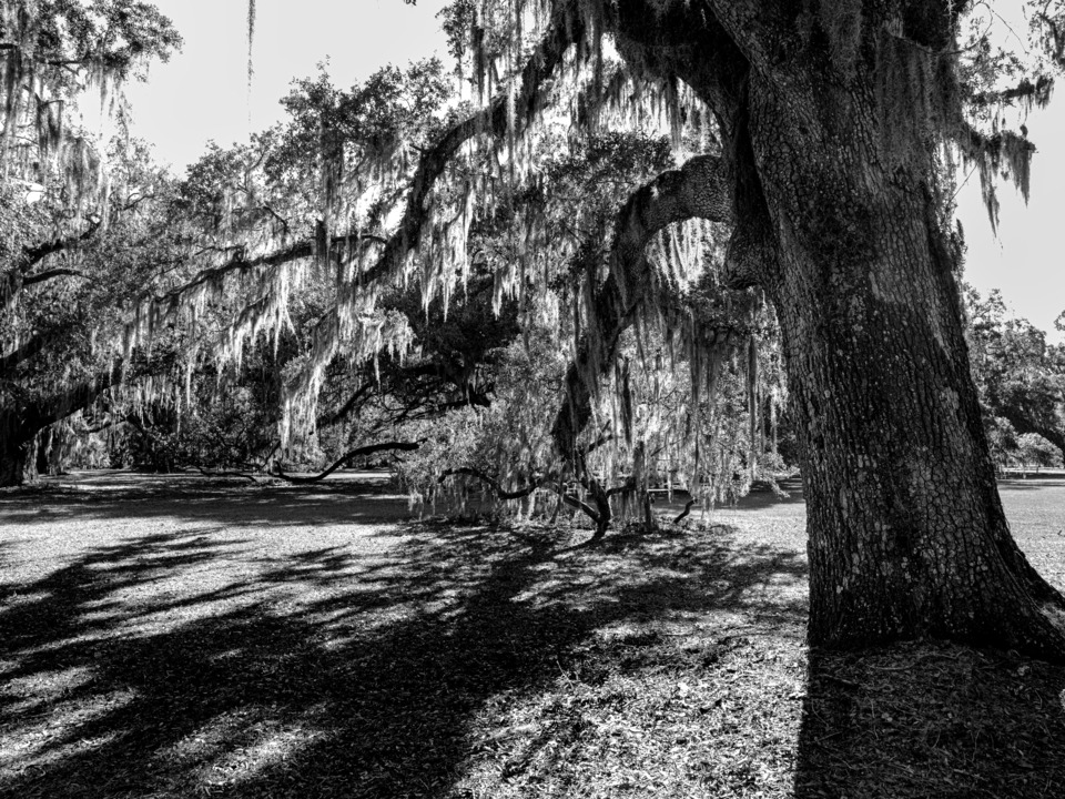 Spanish Moss on Oak Trees