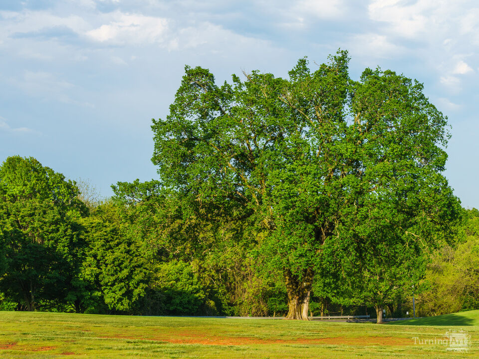 Grace Of An Elm Tree In Spring