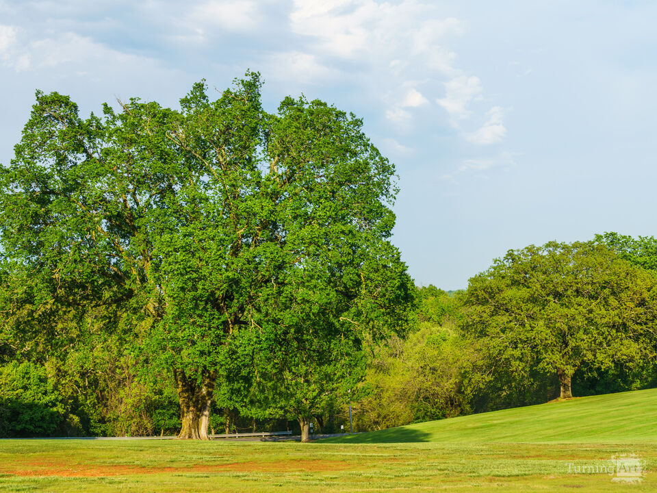 Rooted In Resilience
