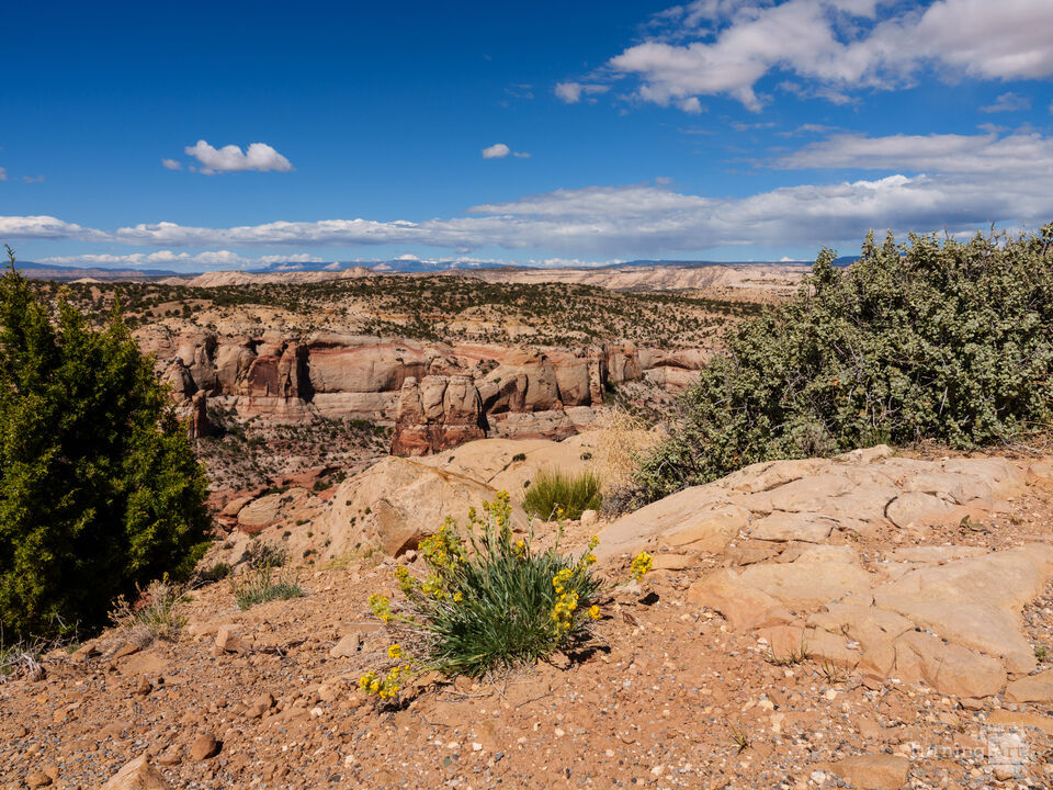 Desert Flowers On Edge Grand Staircase Escalante