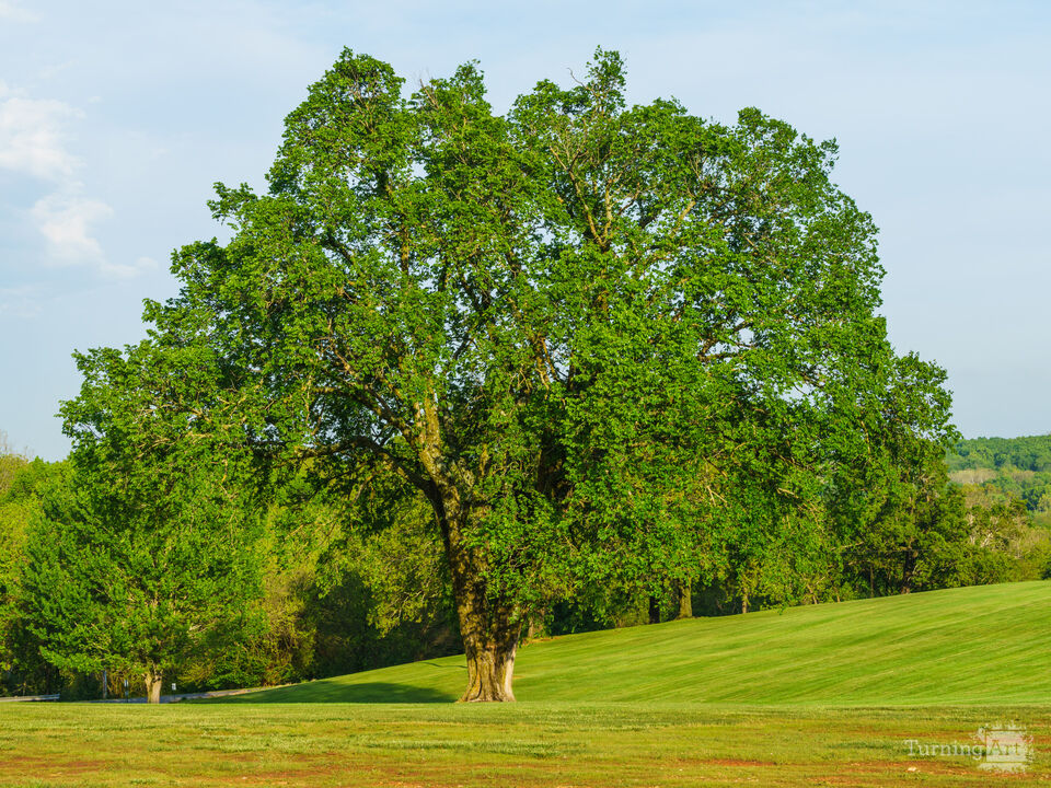 An Elms Quiet Elegance