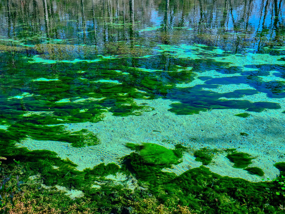Cypress Trees in Ginnie Lake