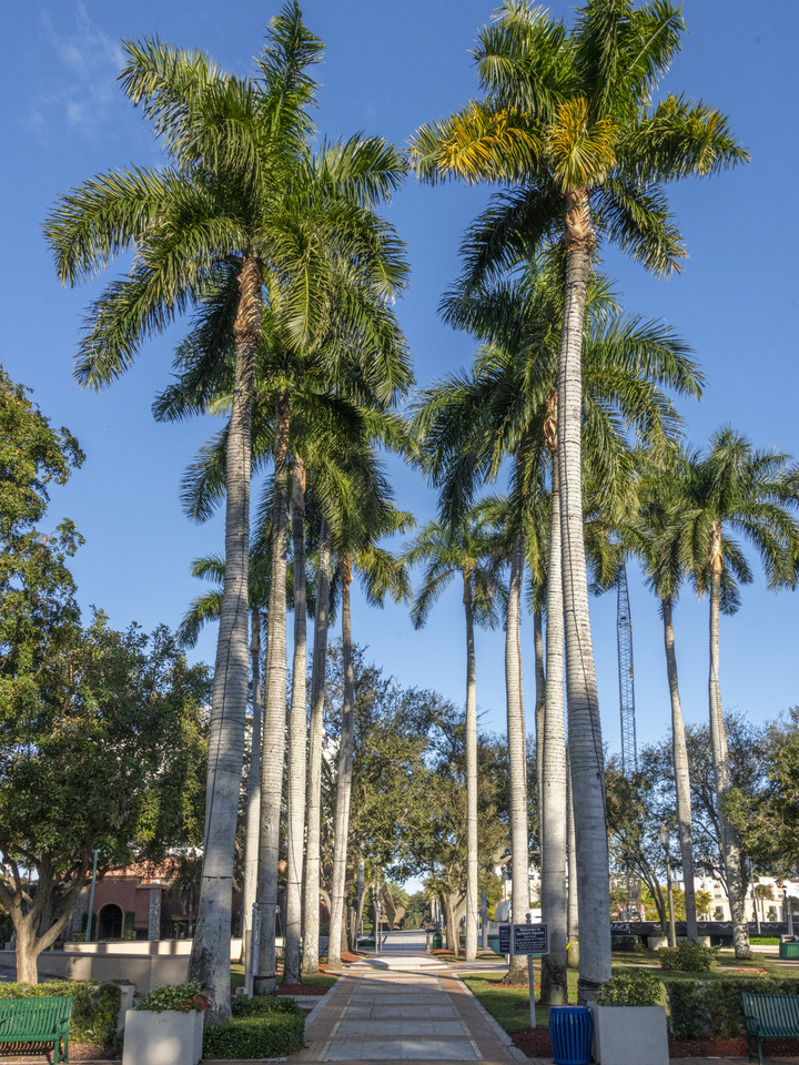 Boca Raton Palm Trees I