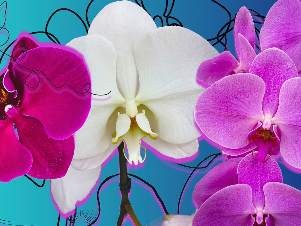 Moth Orchids