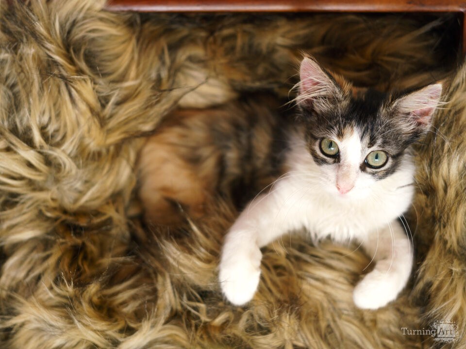 Big Eyed Calico Maine Coon Mix Kitten