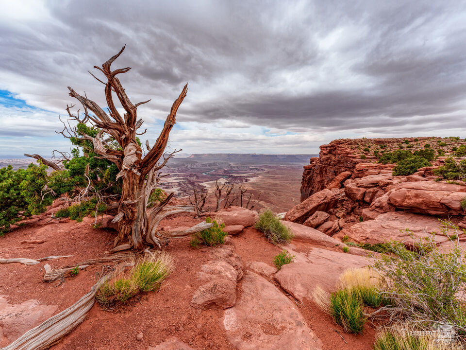 Dead Juniper Green River Edge Canyonlands