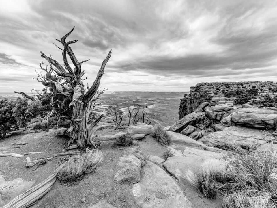 Dead Juniper Green River Edge Canyonlands Grayscale
