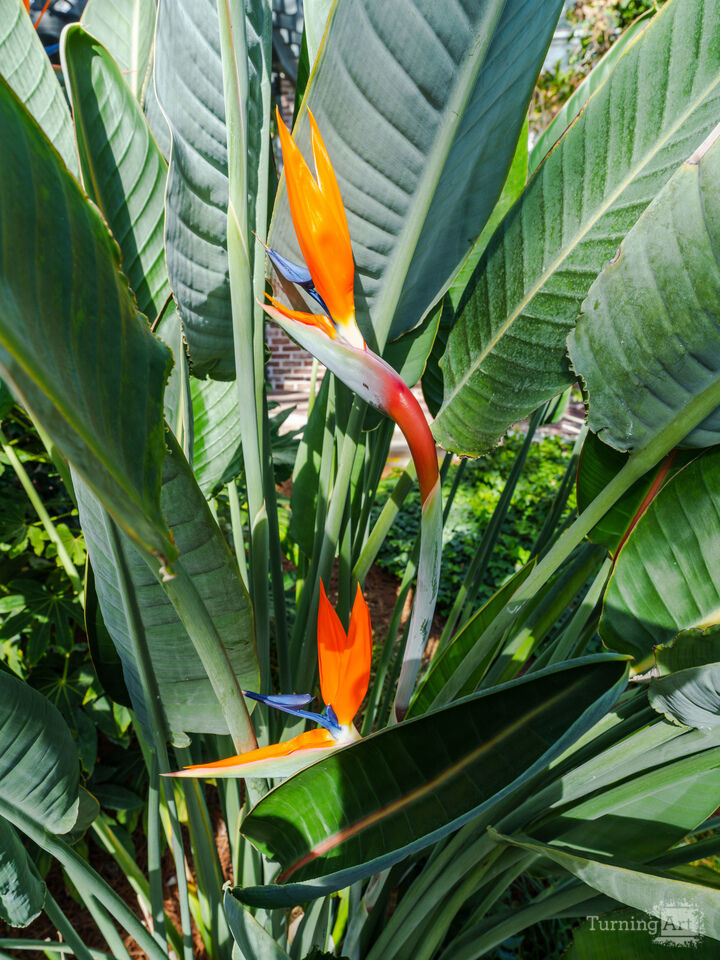 Bird of Paradise
