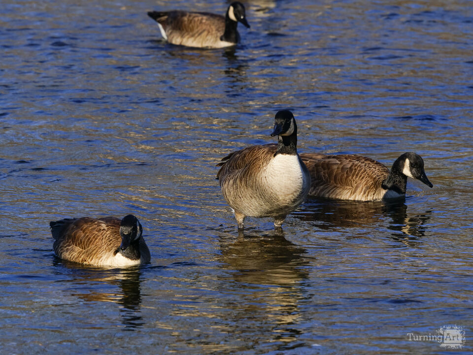 Canada Geese Enjoying Shoal Creek
