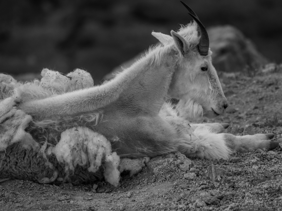 Just Chillin at Mt. Blue Sky