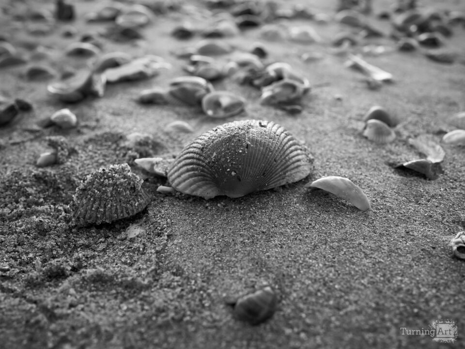 Textures in Black & White at Low Tide