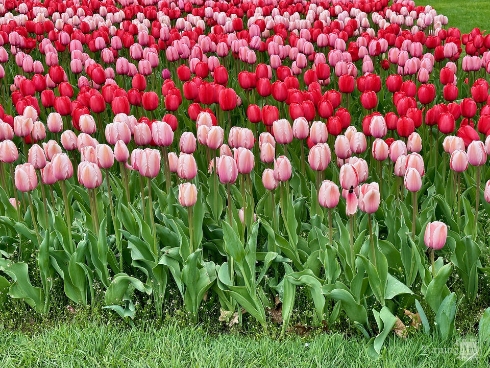 Tulips