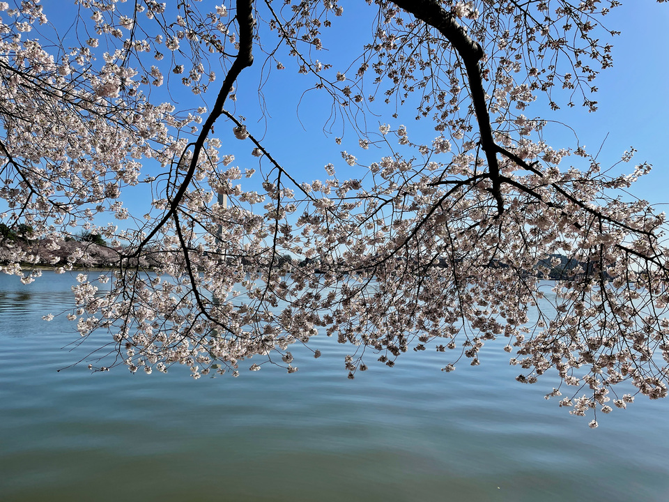Cherry Blossoms, Washington, D.C.