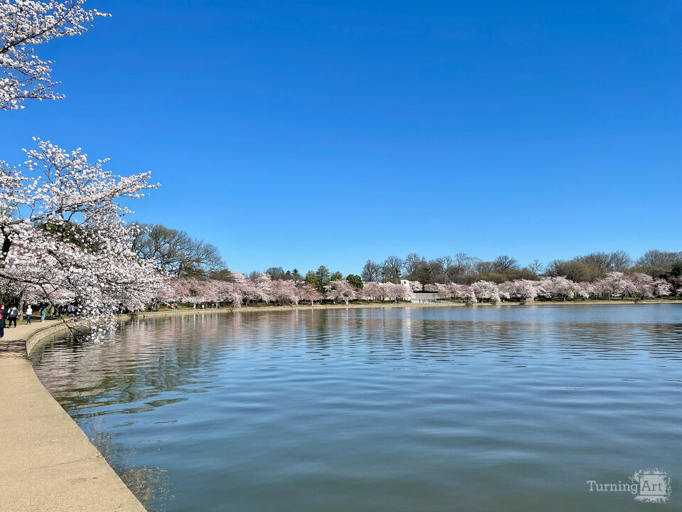 Cherry Blossoms, Washington, No.2
