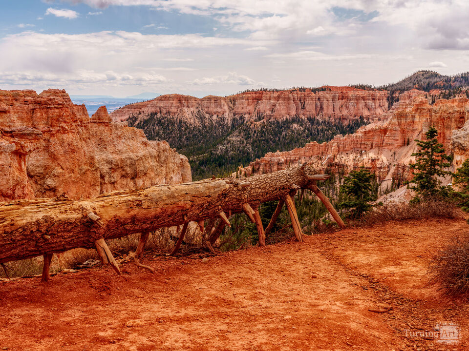 Guardrail Of A Fallen Tree