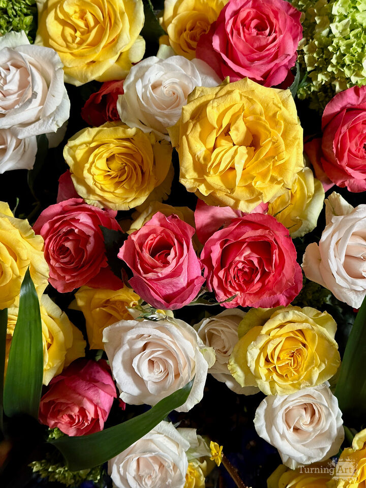 Roses