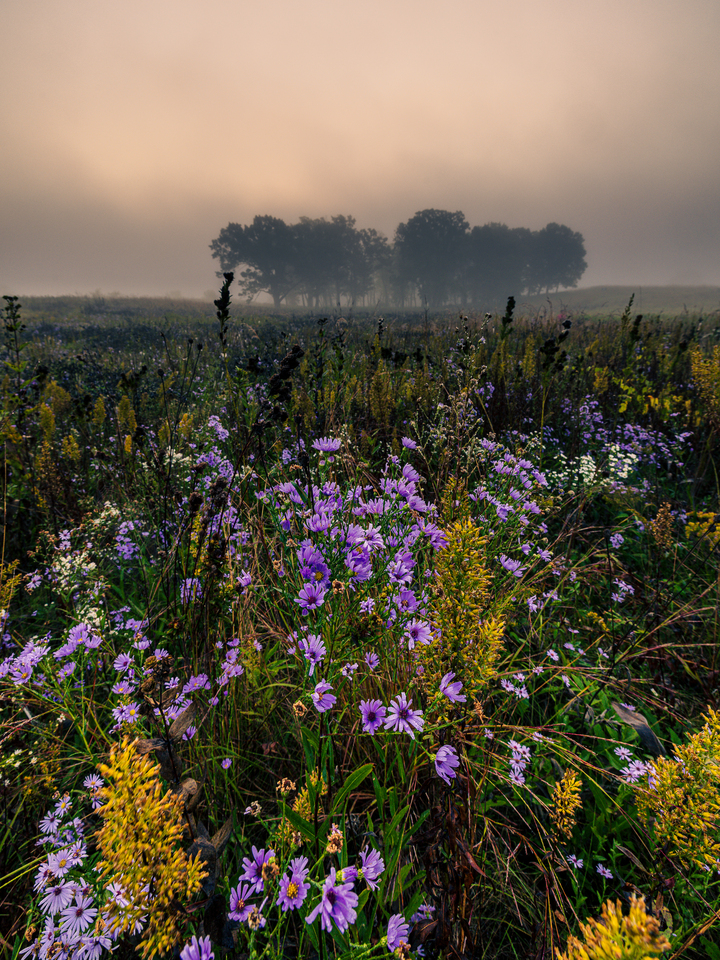 Wildflowers Misty Morning