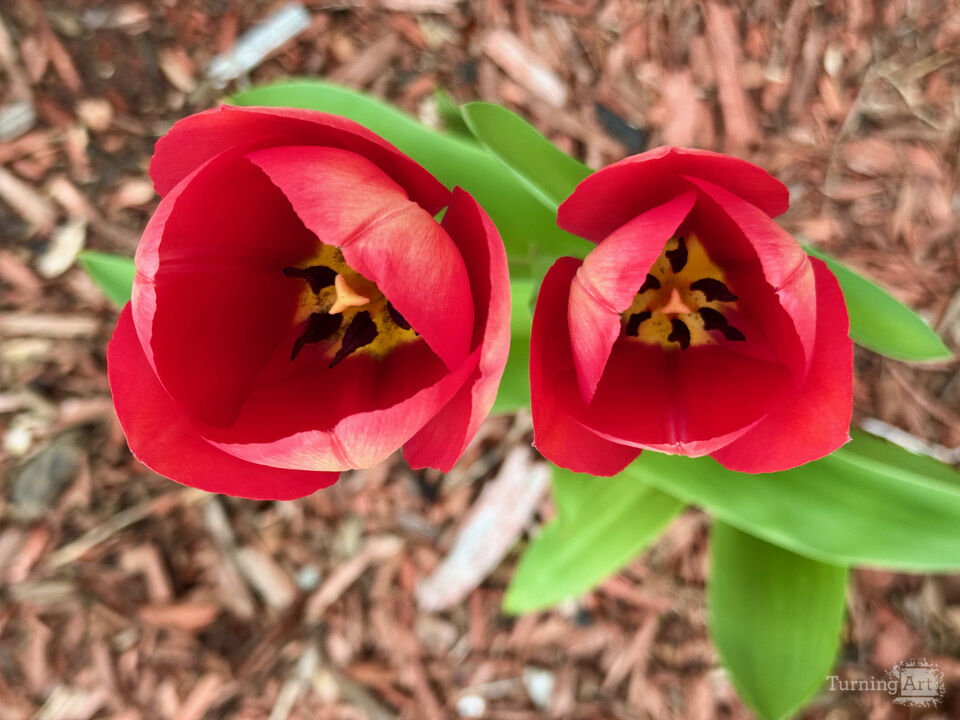 Two Red Tulips