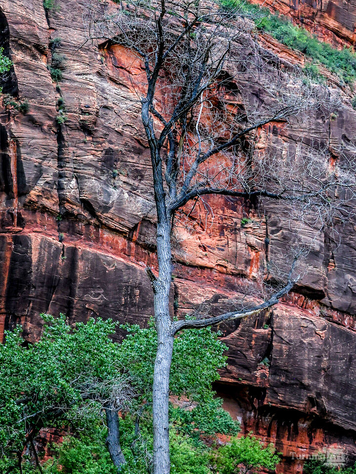 Nature's Examples