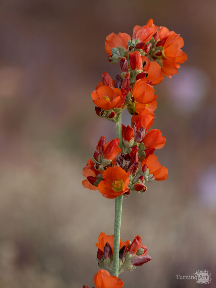 Orange Arches Wildflower