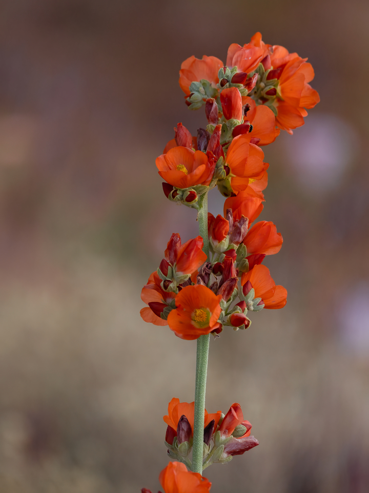 Orange Arches Wildflower