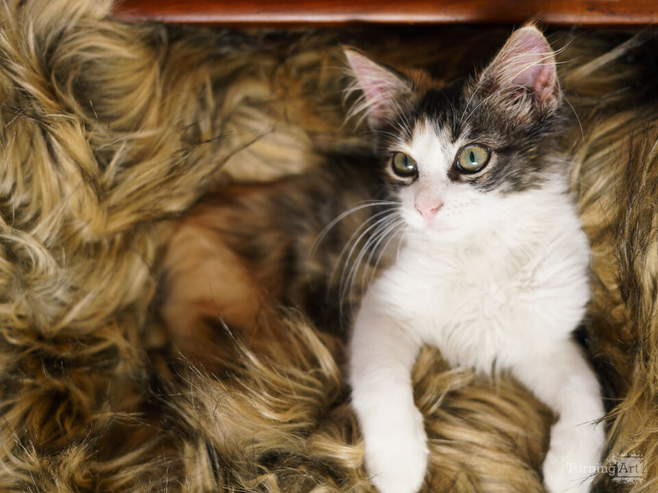 Calico Curiosity In A Basket