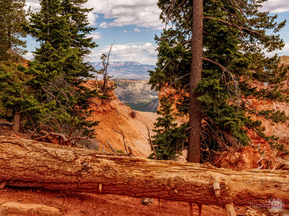 Bryce And Grand Staircase Framed By Pines