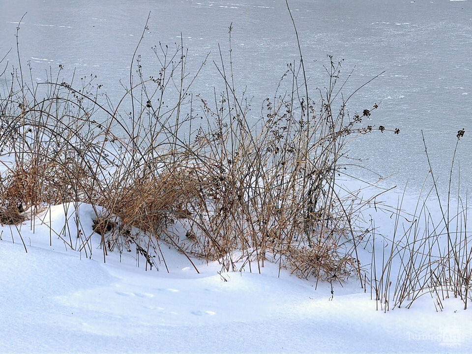 Snow at the Edge of the Pond