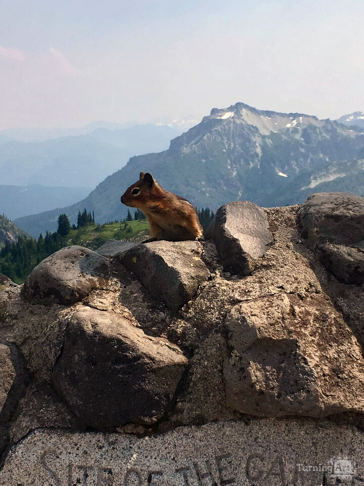 Golden-mantled Ground Squirrel, Alaska