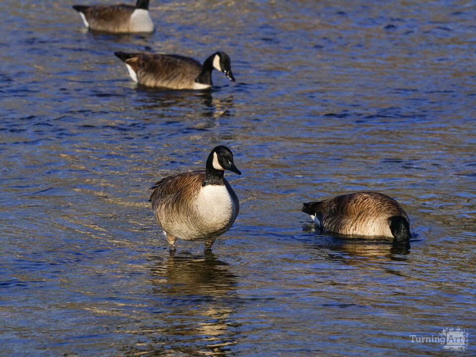 Family Of Canada Geese Shoal Creek