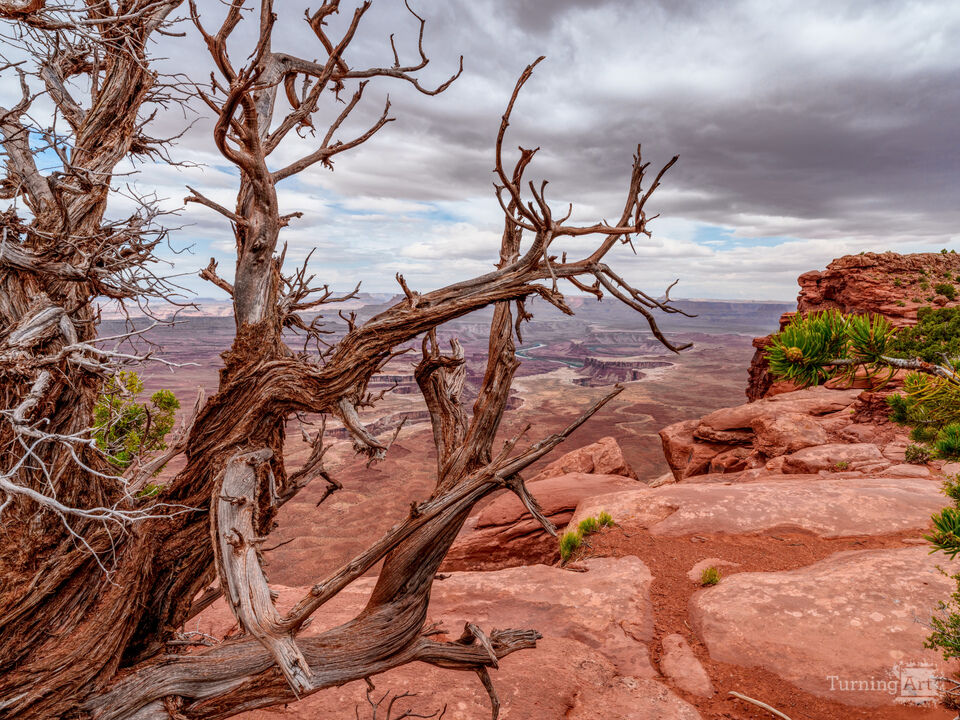 Dead Juniper At Green River Overlook