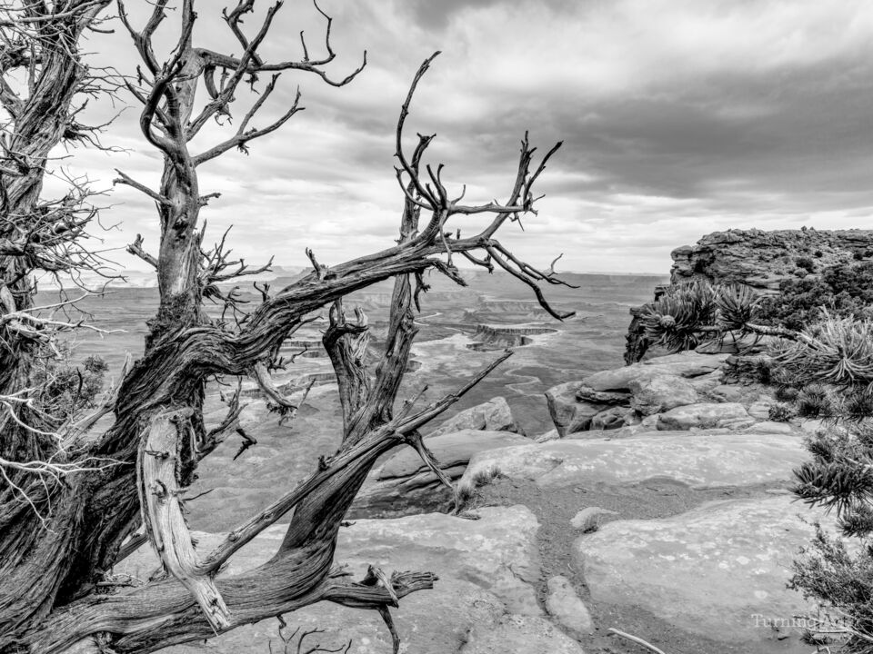 Dead Juniper At Green River Overlook Grayscale