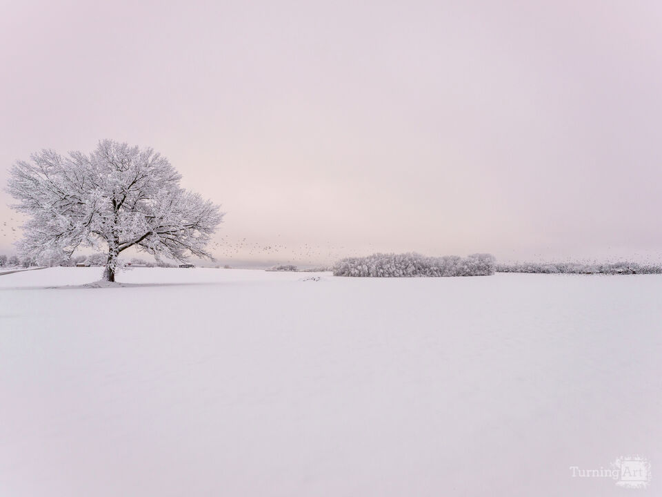Winters Peaceful Awakening