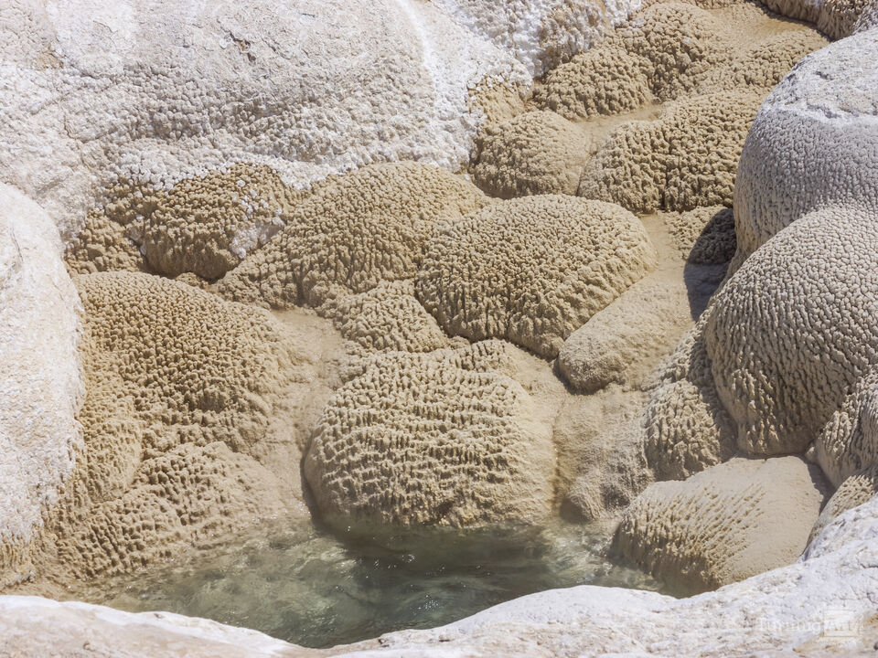 Spasmodic Geyser Yellowstone